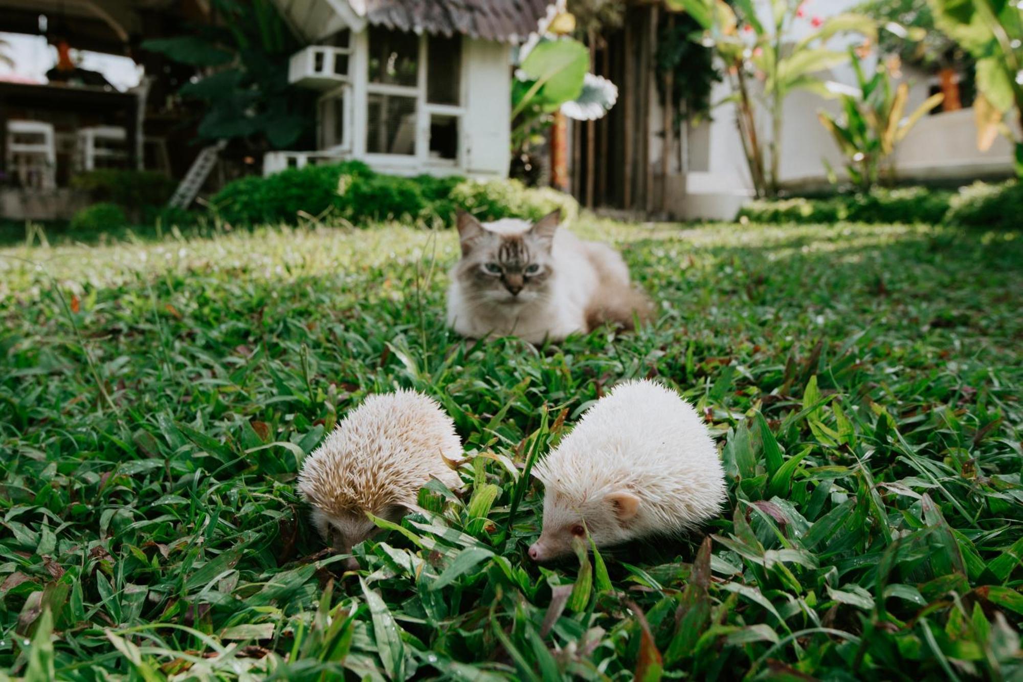 The Rice Joglo Eco-Stay Ubud  Ngoại thất bức ảnh