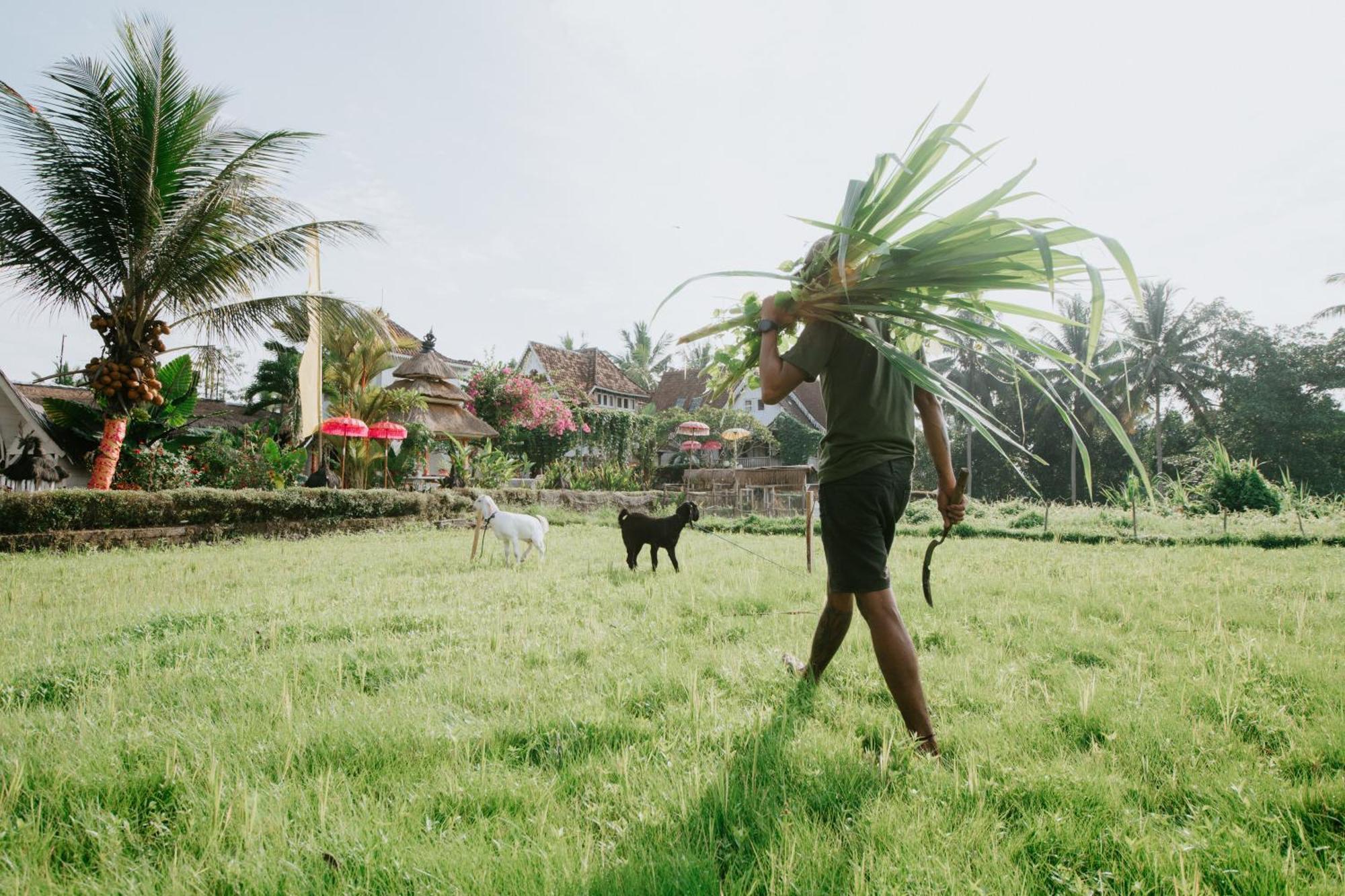 The Rice Joglo Eco-Stay Ubud  Ngoại thất bức ảnh