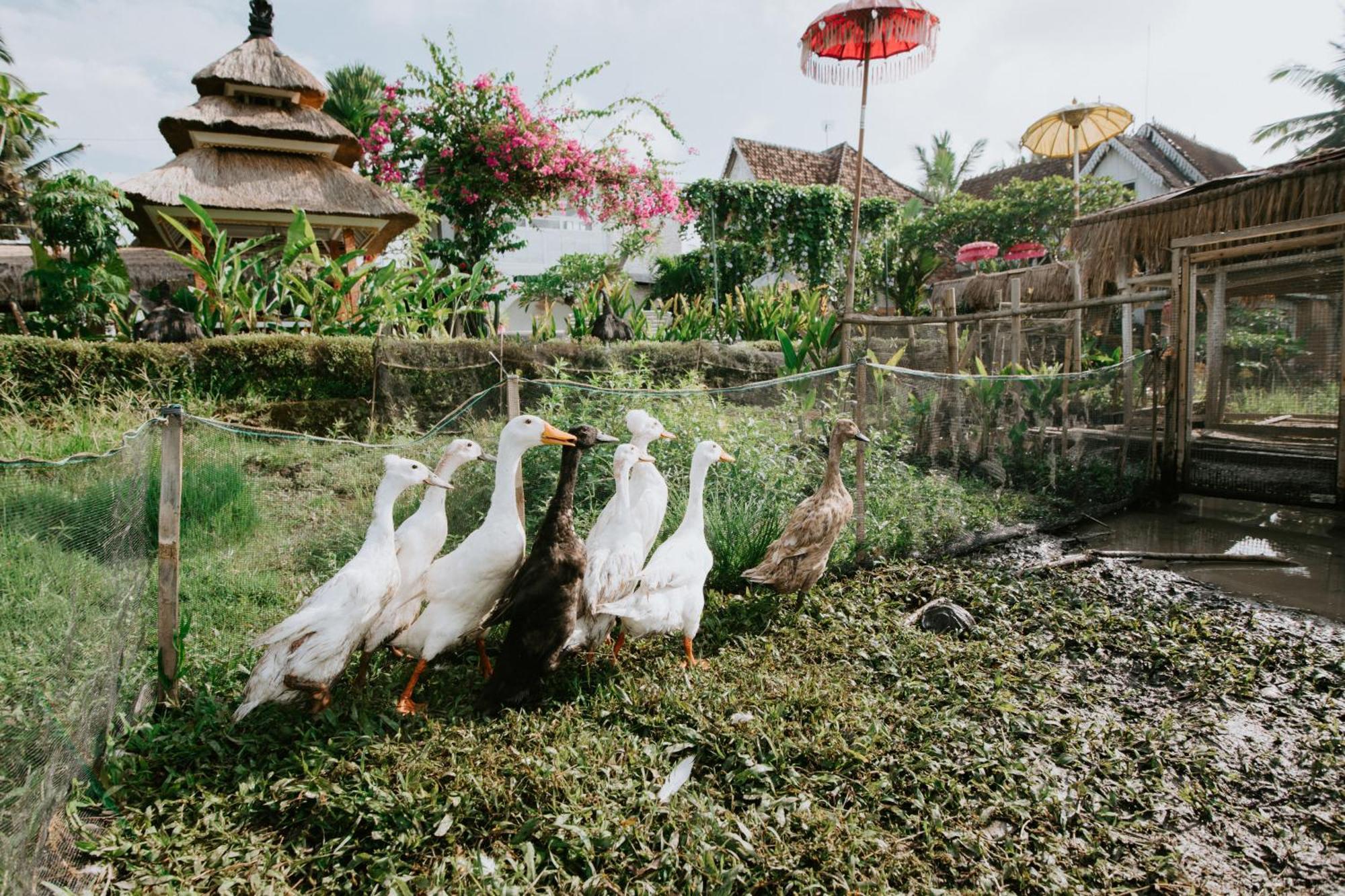 The Rice Joglo Eco-Stay Ubud  Ngoại thất bức ảnh