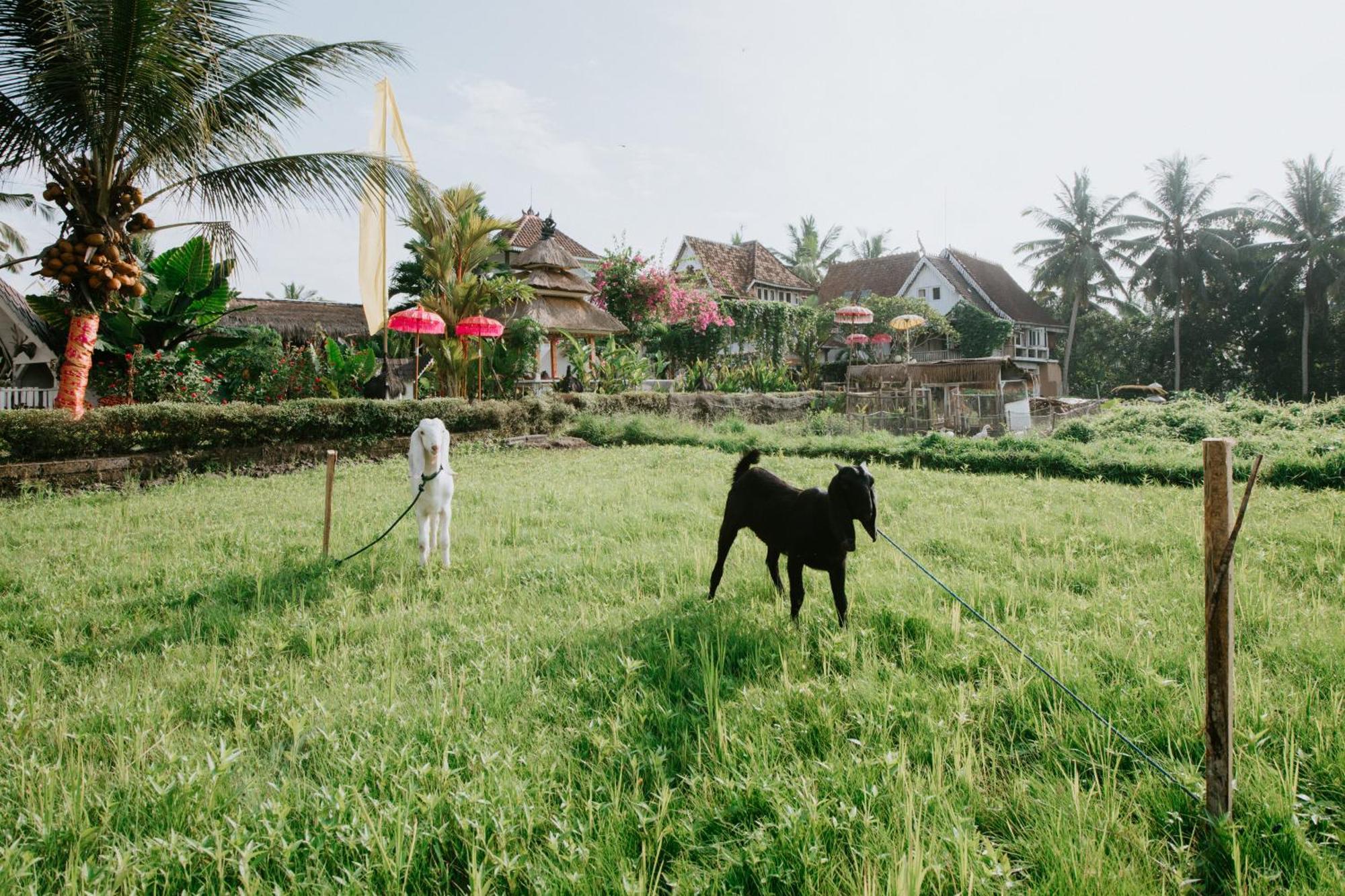 The Rice Joglo Eco-Stay Ubud  Ngoại thất bức ảnh
